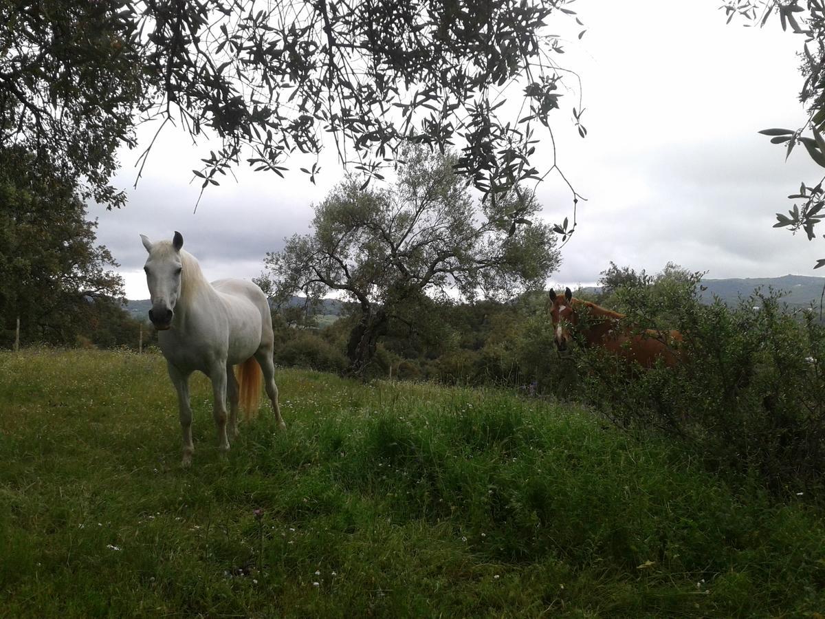 Finca La Carnicera コンスタンティナ エクステリア 写真